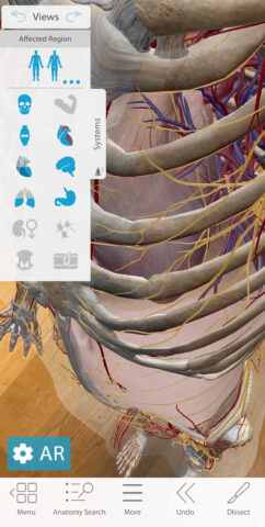 Human Anatomy Atlas